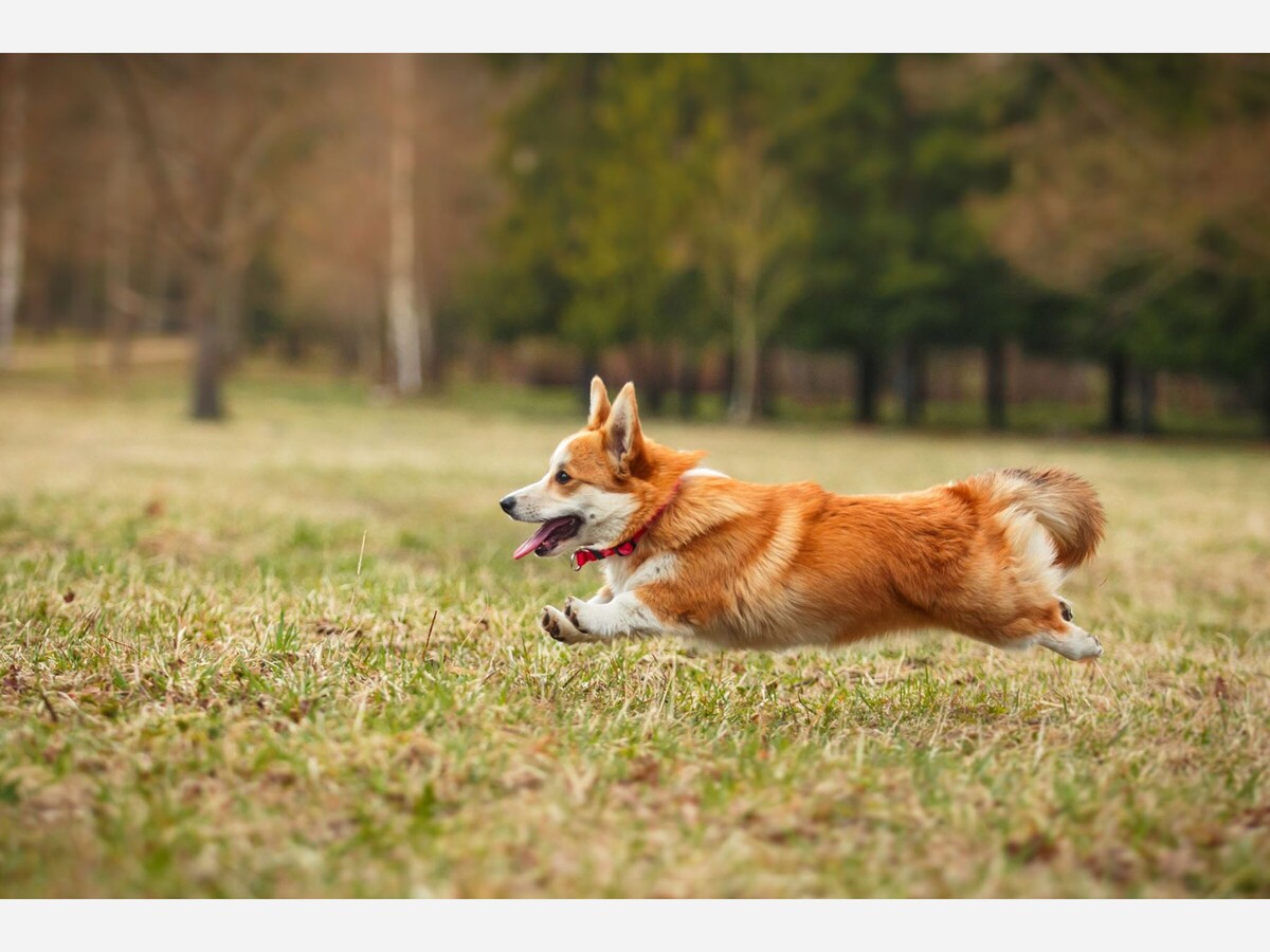 When Corgi struck gold: the story behind the greatest toy ever