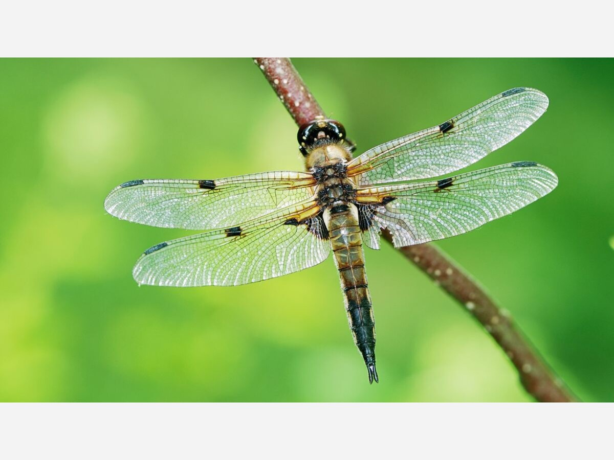 All About Dragonflies | The Saline Post