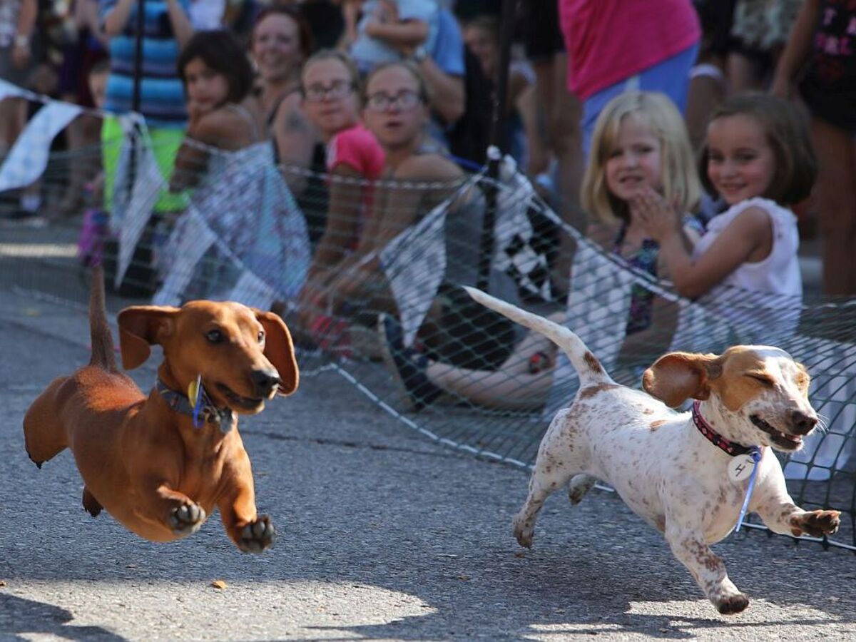 Wiener Dog Races, Corn Hole and Hammerspiel Among Saline Oktoberfest