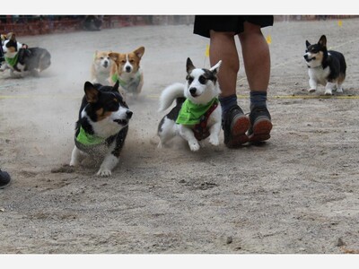 Michigan Celtic Festival to host “Little Legs Challenge”  Corgi vs Dachshund race