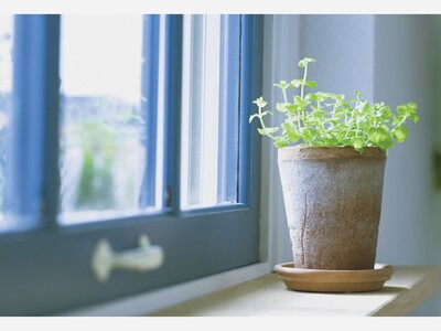 Tips for Winter Care of Your Houseplants