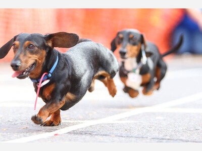 Wiener Dogs Are Back! The Popular Race Returns to Saline Oktoberfest Saturday