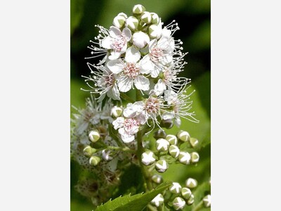 Preordering for Fall Tree & Native Plant Sale Starts Aug. 4