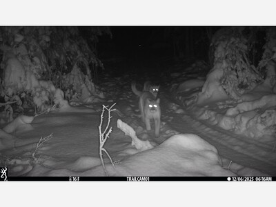 DNR: Elusive Cougar Cubs Documented Again in Michigan