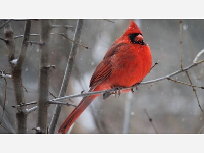 Family Bird Walk