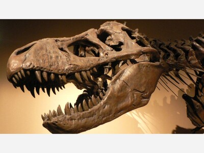 Science Club: How to Become a Fossil