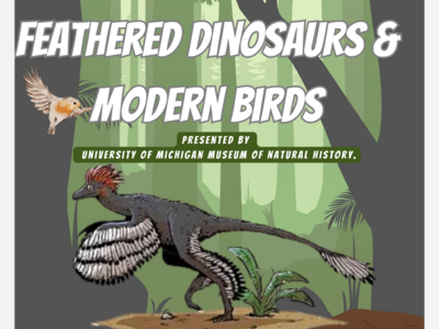 Feathered Dinosaurs & Modern Birds