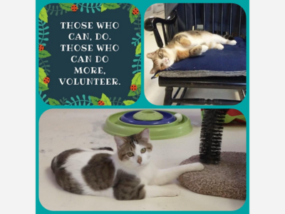 Cat loving volunteers needed at sanctuary in Manchester!