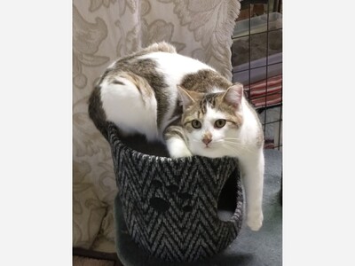 Dedicated cat lovers needed for sanctuary help