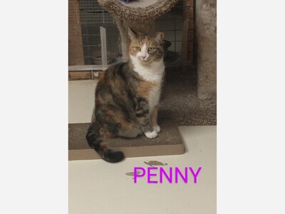 Calling All Cat Loving Volunteers!
