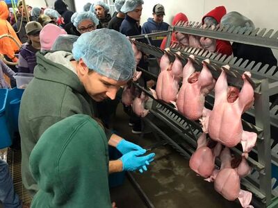 Saline FFA Sweeps Top 3 Placings for State Broiler Contest