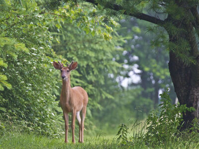 Deer Are Active, Here's How to Avoid a Crash