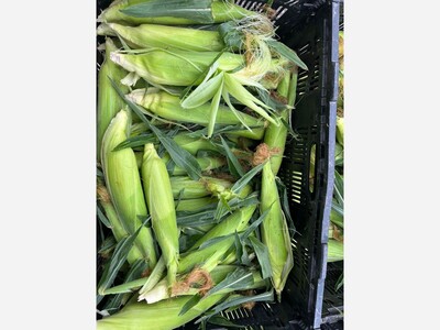 Saline Outdoor Farmers Market