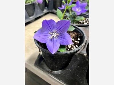 Saline Indoor Farmers Market
