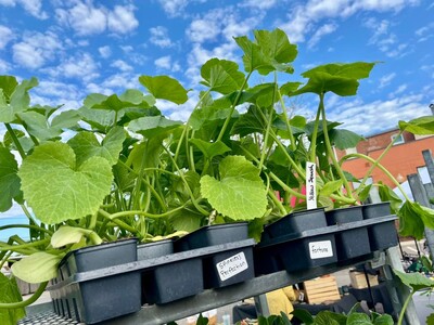 Saline Outdoor Farmers Market