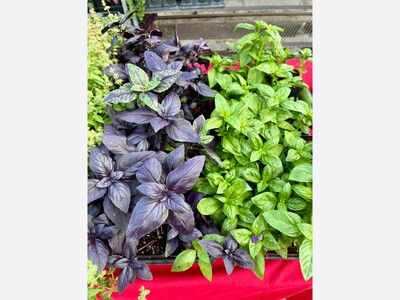 Saline Outdoor Farmers Market