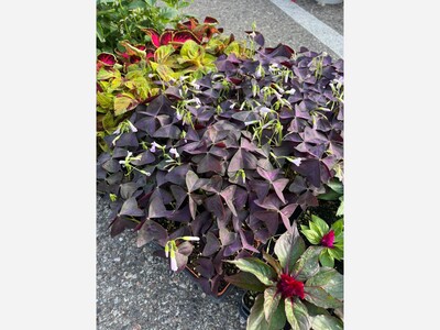 Saline Outdoor Farmers Market