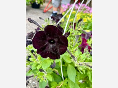 Saline Outdoor Farmers Market