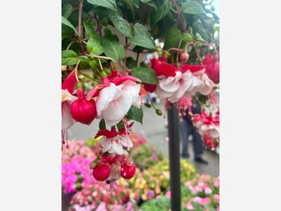 Saline Outdoor Farmers Market