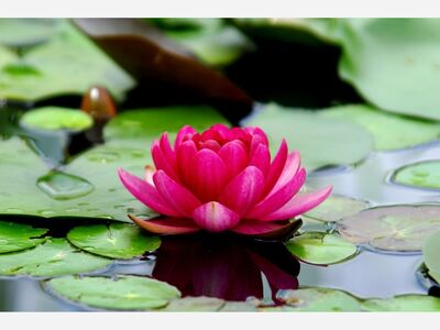 Help Wanted: Still Waters Counseling Seeks Administrative Professional
