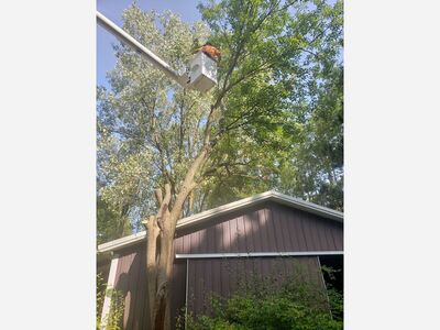 Bonecutters Tree Service. 50 Percent off if you keep the wood and brush