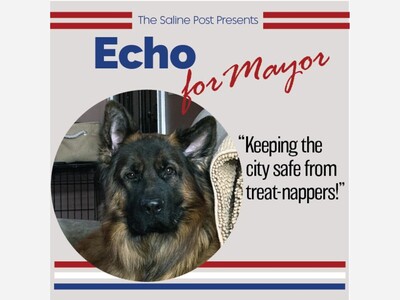 Vote for Echo for Saline Mayor