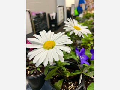 What to do in Saline:: 3 Concerts, Comedy Show, Farmers Market, Estate Sale, Painting Party and More