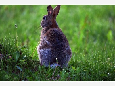 What to do in Saline this weekend: Easter Brunch Egg Hunts, Farmers Market. Builders Auction, Chances to Meet the Bunny and More