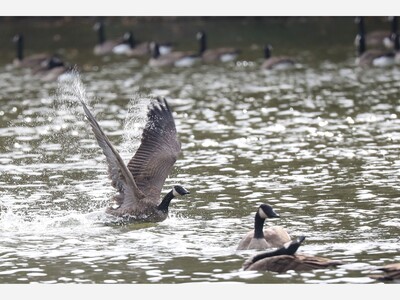 Vote on Mill Pond May Have to Wait