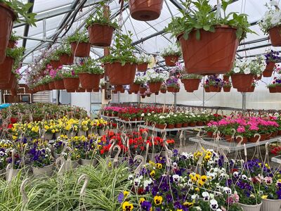 Saline High School Future Farmers (FFA) Plant Sale