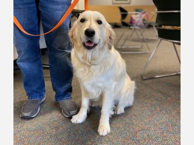 Teens and Adults Can Now  Read to a Dog  at Saline Library