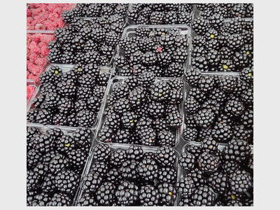 Saline Farmer's Market