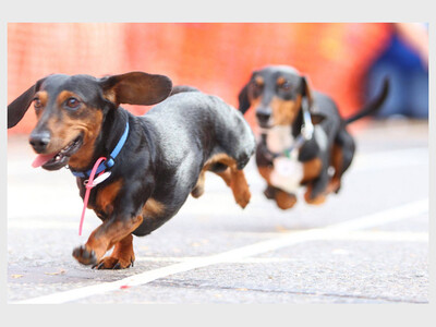 Weiner Dog Race