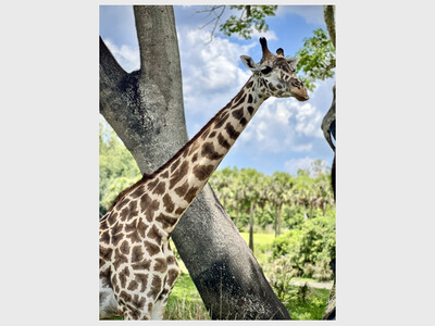 iPhone Photography Class