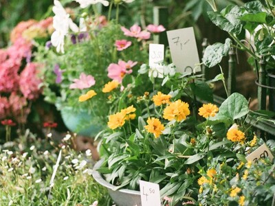 Perennial Plant Sale by the Saline Stone & Thistle Garden Club