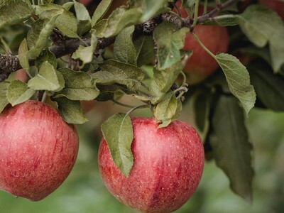 UPick Organic Apples