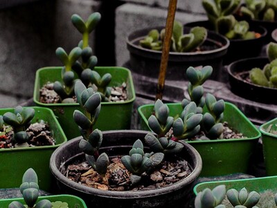 St. Paul UCC Plant & Bake Sale