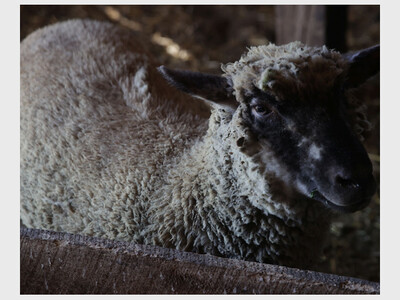 Opening Day at the Farm