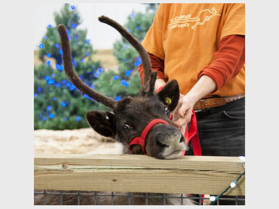 Meet Sven the Reindeer at The Creature Conservancy