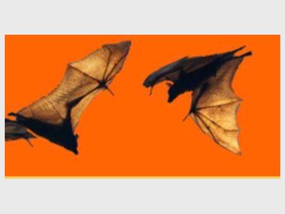 Spooky Species at The Creature Conservancy