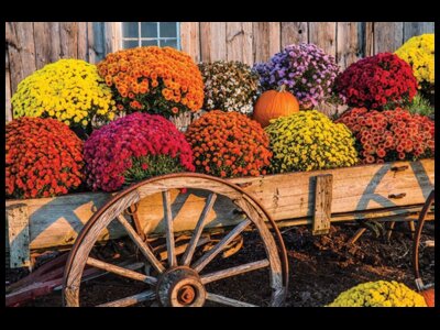 Special Olympics Fall Mum Sale