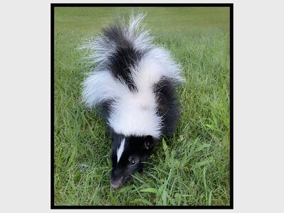 Art and Animals! Sip Back and Relax at The Creature Conservancy
