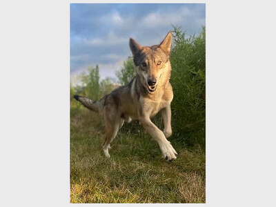 Art and Animals at the Creature Conservancy